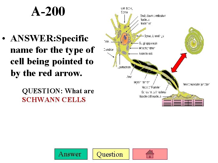 A-200 • ANSWER: Specific name for the type of cell being pointed to by