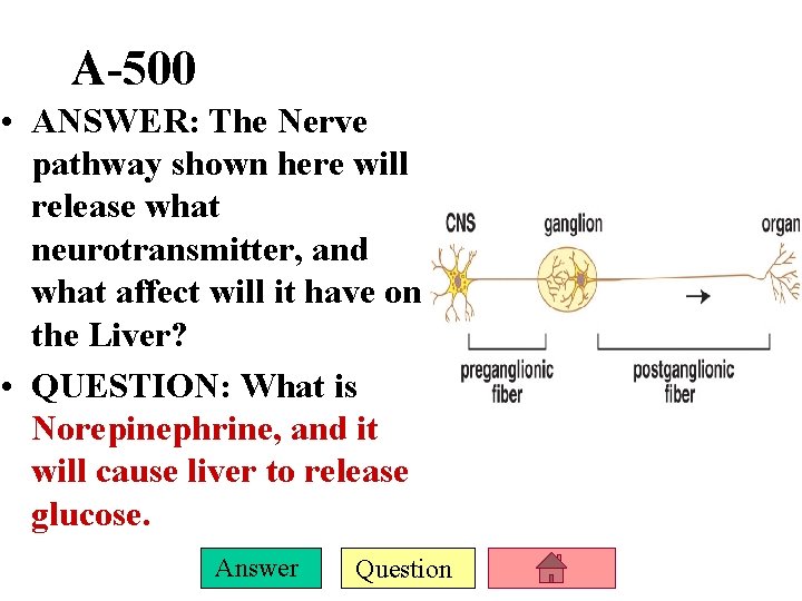 A-500 • ANSWER: The Nerve pathway shown here will release what neurotransmitter, and what
