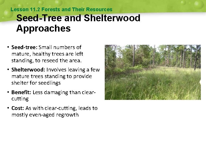 Lesson 11. 2 Forests and Their Resources Seed-Tree and Shelterwood Approaches • Seed-tree: Small