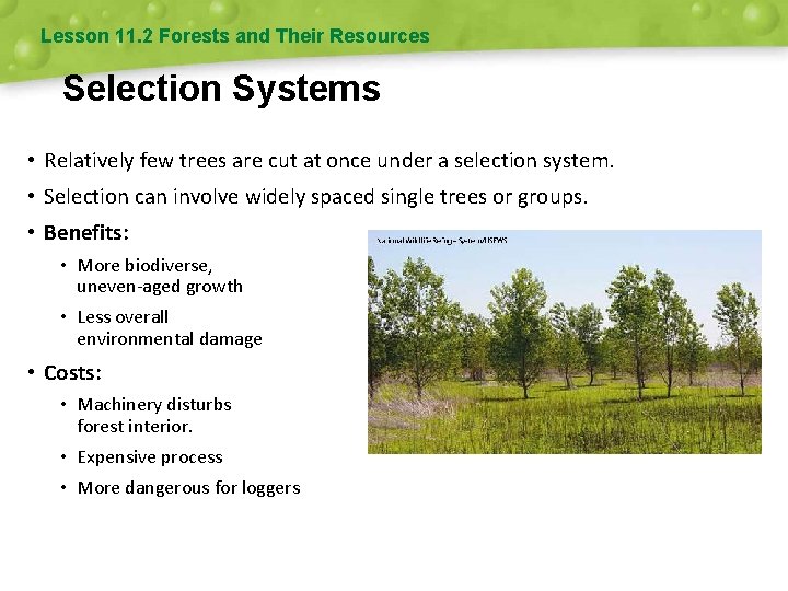 Lesson 11. 2 Forests and Their Resources Selection Systems • Relatively few trees are