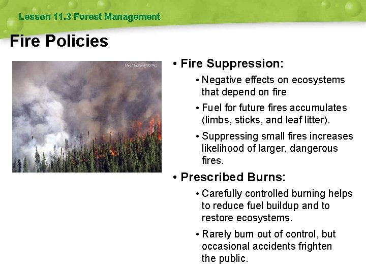 Lesson 11. 3 Forest Management Fire Policies • Fire Suppression: • Negative effects on