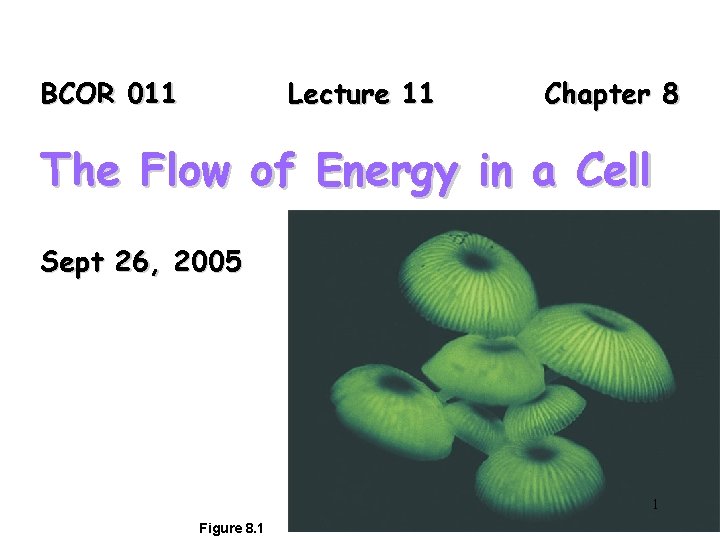 BCOR 011 Lecture 11 Chapter 8 The Flow of Energy in a Cell Sept
