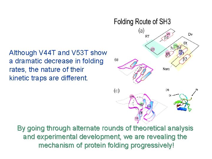 Although V 44 T and V 53 T show a dramatic decrease in folding