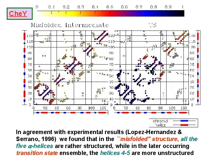 Che. Y In agreement with experimental results (Lopez-Hernandez & Serrano, 1996) we found that