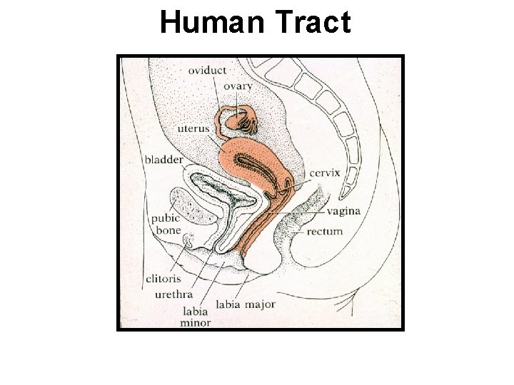 Human Tract 