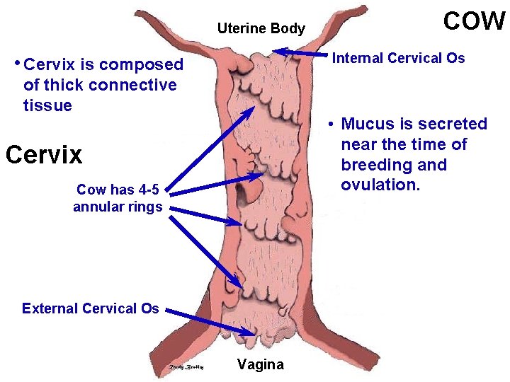Uterine Body COW Internal Cervical Os • Cervix is composed of thick connective tissue