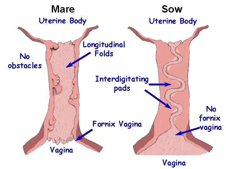 Mare Sow Uterine Body Longitudinal Folds No obstacles Interdigitating pads No fornix vagina Fornix