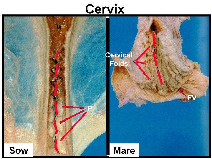 Cervix Cervical Folds FV IP Sow Mare 