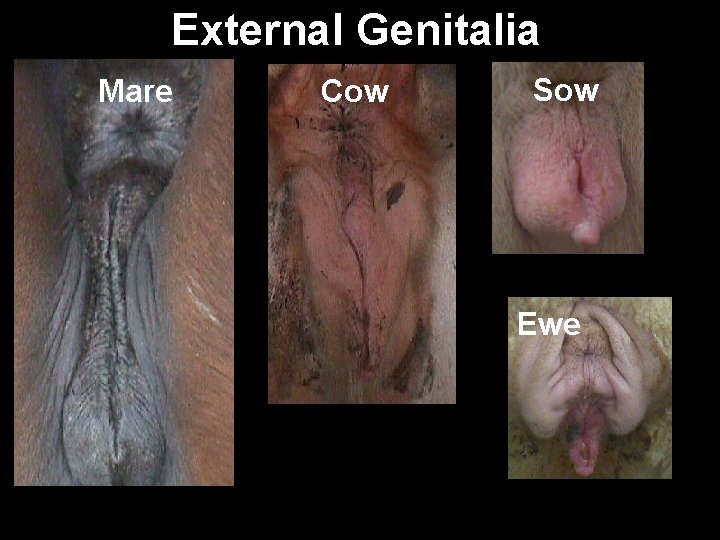 External Genitalia Mare Cow Sow Ewe 