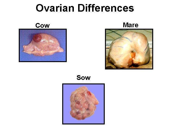 Ovarian Differences Mare Cow Sow 