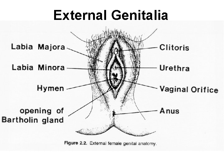 External Genitalia 