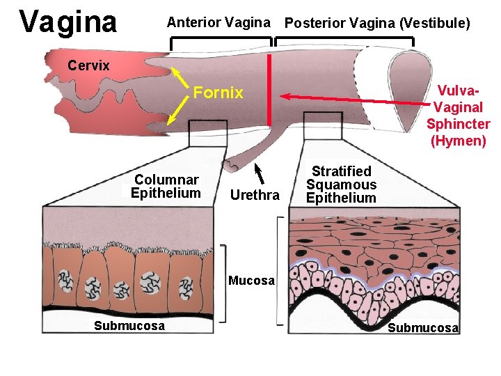 Vagina Anterior Vagina Posterior Vagina (Vestibule) Cervix Vulva. Vaginal Sphincter (Hymen) Fornix Columnar Epithelium