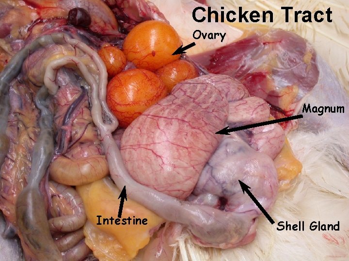 Chicken Tract Ovary Magnum Intestine Shell Gland 