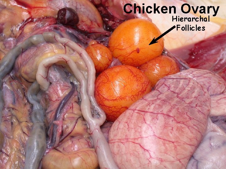 Chicken Ovary Hierarchal Follicles 