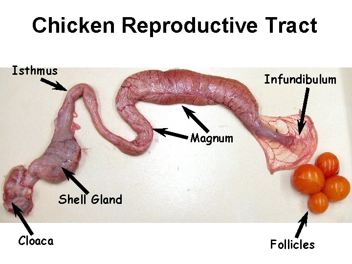 Chicken Reproductive Tract Isthmus Infundibulum Magnum Shell Gland Cloaca Follicles 