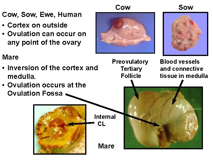 Cow Cow, Sow, Ewe, Human • Cortex on outside • Ovulation can occur on