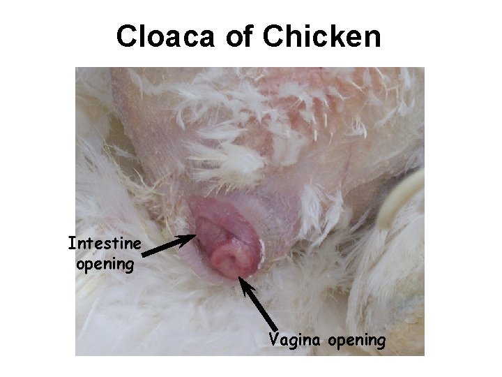 Cloaca of Chicken Intestine opening Vagina opening 