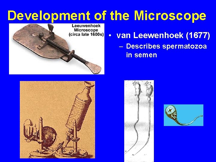 Development of the Microscope • van Leewenhoek (1677) – Describes spermatozoa in semen 