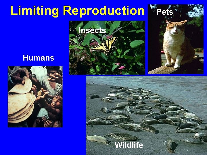 Limiting Reproduction Insects Humans Wildlife Pets 