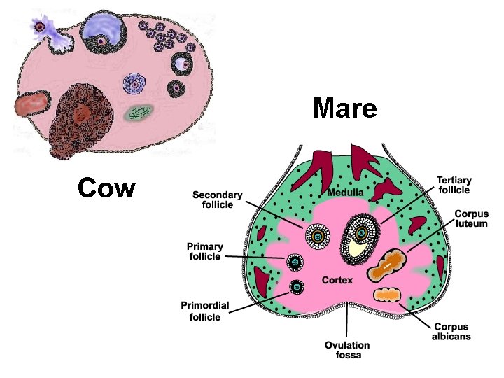 Mare Cow 