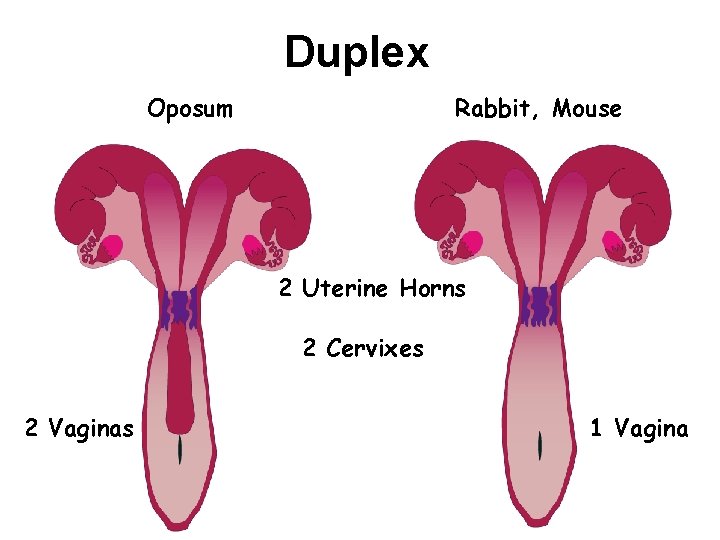 Duplex Rabbit, Mouse Oposum 2 Uterine Horns 2 Cervixes 2 Vaginas 1 Vagina 