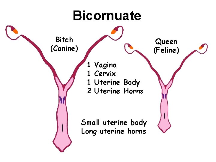 Bicornuate Bitch (Canine) Queen (Feline) 1 1 1 2 Vagina Cervix Uterine Body Uterine