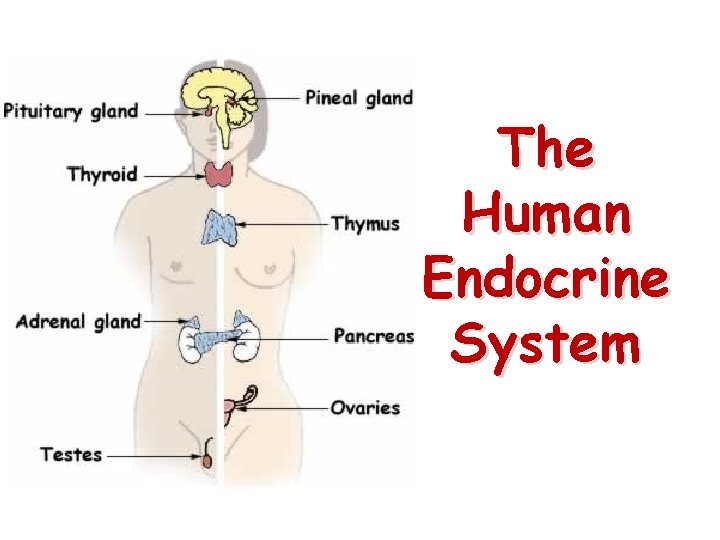 The Human Endocrine System The Human Endocrine System
