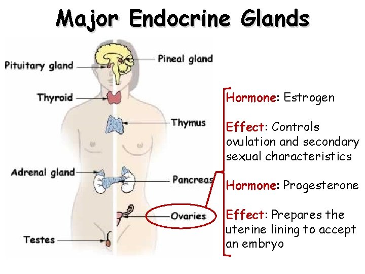 Major Endocrine Glands Hormone: Estrogen Effect: Controls ovulation and secondary sexual characteristics Hormone: Progesterone Major Endocrine Glands Hormone: Estrogen Effect: Controls ovulation and secondary sexual characteristics Hormone: Progesterone