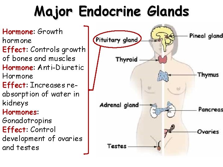 Major Endocrine Glands Hormone: Growth hormone Effect: Controls growth of bones and muscles Hormone: Major Endocrine Glands Hormone: Growth hormone Effect: Controls growth of bones and muscles Hormone: