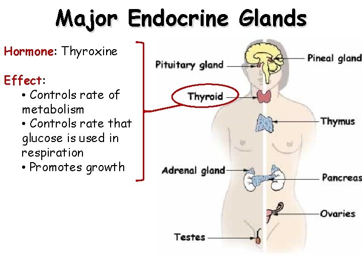 Major Endocrine Glands Hormone: Thyroxine Effect: • Controls rate of metabolism • Controls rate Major Endocrine Glands Hormone: Thyroxine Effect: • Controls rate of metabolism • Controls rate