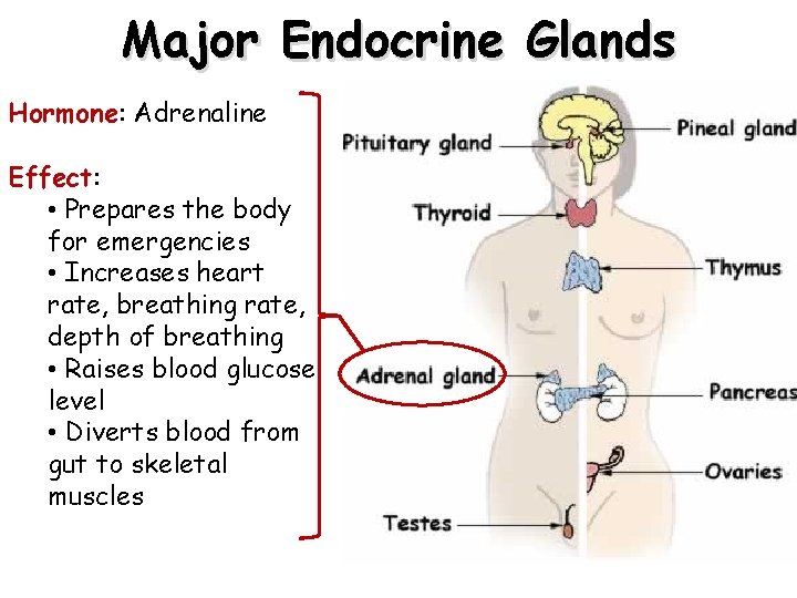 Major Endocrine Glands Hormone: Adrenaline Effect: • Prepares the body for emergencies • Increases Major Endocrine Glands Hormone: Adrenaline Effect: • Prepares the body for emergencies • Increases