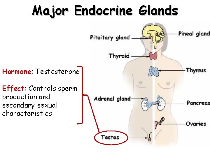 Major Endocrine Glands Hormone: Testosterone Effect: Controls sperm production and secondary sexual characteristics Major Endocrine Glands Hormone: Testosterone Effect: Controls sperm production and secondary sexual characteristics
