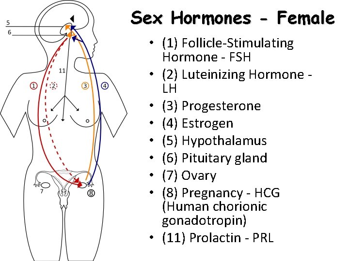Sex Hormones - Female • (1) Follicle-Stimulating Hormone - FSH • (2) Luteinizing Hormone Sex Hormones - Female • (1) Follicle-Stimulating Hormone - FSH • (2) Luteinizing Hormone