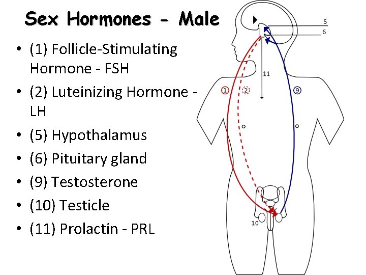 Sex Hormones - Male • (1) Follicle-Stimulating Hormone - FSH • (2) Luteinizing Hormone Sex Hormones - Male • (1) Follicle-Stimulating Hormone - FSH • (2) Luteinizing Hormone