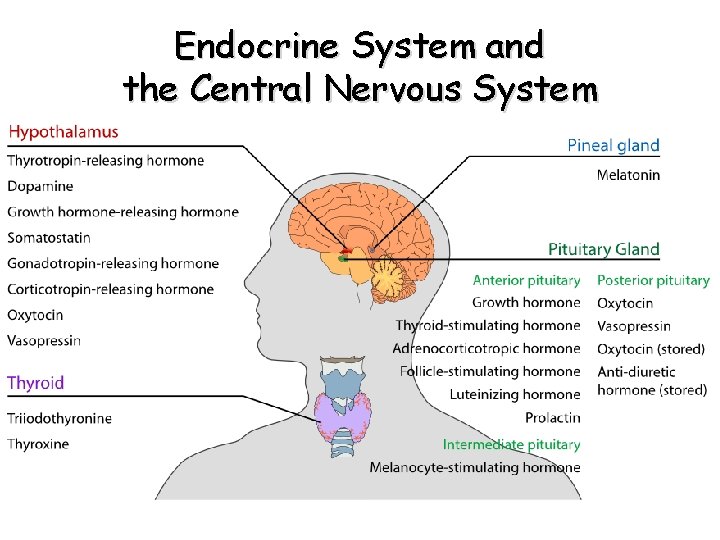 Endocrine System and the Central Nervous System Endocrine System and the Central Nervous System