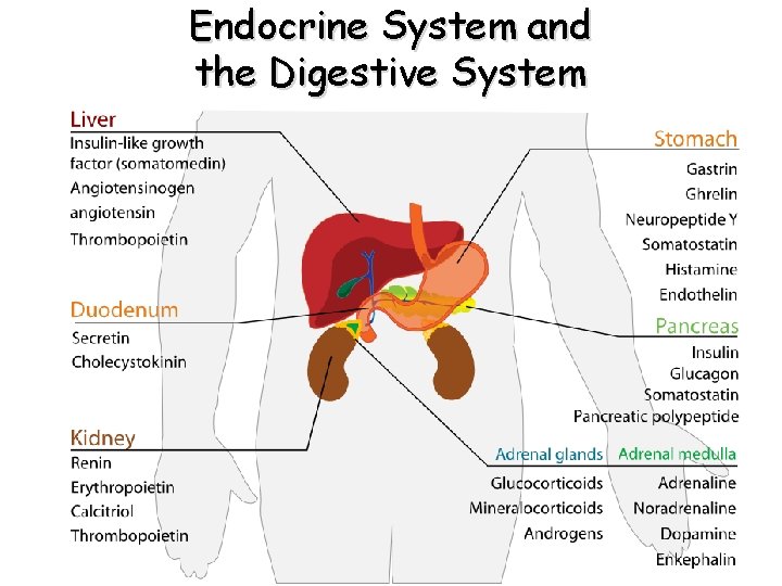 Endocrine System and the Digestive System Endocrine System and the Digestive System
