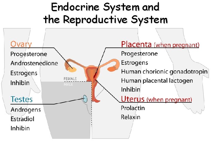 Endocrine System and the Reproductive System Endocrine System and the Reproductive System