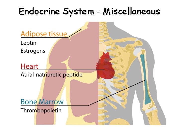 Endocrine System - Miscellaneous Endocrine System - Miscellaneous