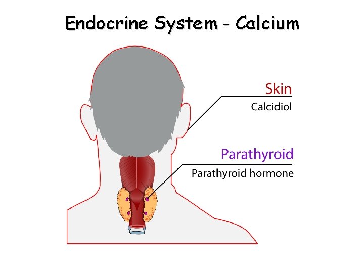 Endocrine System - Calcium Endocrine System - Calcium