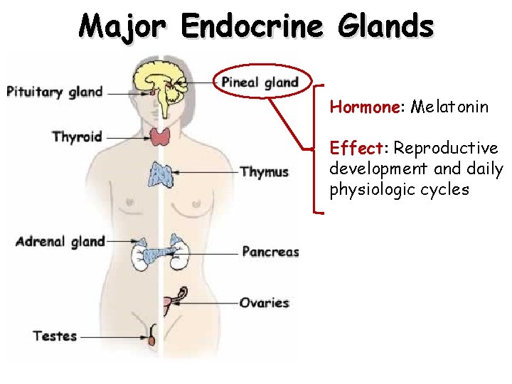 Major Endocrine Glands Hormone: Melatonin Effect: Reproductive development and daily physiologic cycles Major Endocrine Glands Hormone: Melatonin Effect: Reproductive development and daily physiologic cycles
