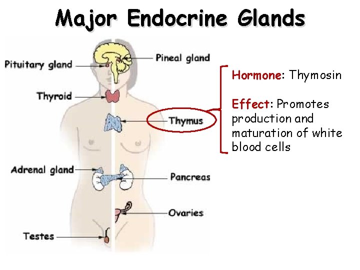 Major Endocrine Glands Hormone: Thymosin Effect: Promotes production and maturation of white blood cells Major Endocrine Glands Hormone: Thymosin Effect: Promotes production and maturation of white blood cells
