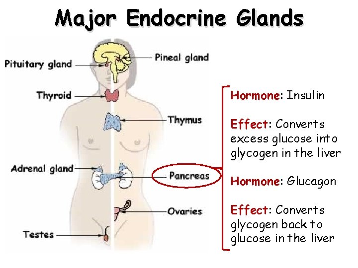 Major Endocrine Glands Hormone: Insulin Effect: Converts excess glucose into glycogen in the liver Major Endocrine Glands Hormone: Insulin Effect: Converts excess glucose into glycogen in the liver