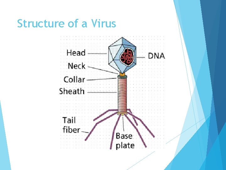 Structure of a Virus 