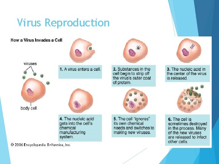 Virus Reproduction 