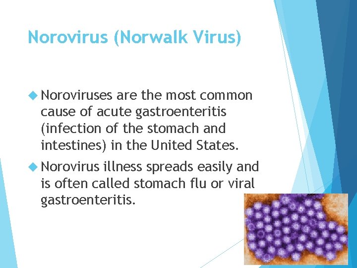 Norovirus (Norwalk Virus) Noroviruses are the most common cause of acute gastroenteritis (infection of