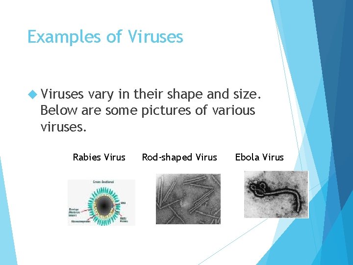 Examples of Viruses vary in their shape and size. Below are some pictures of