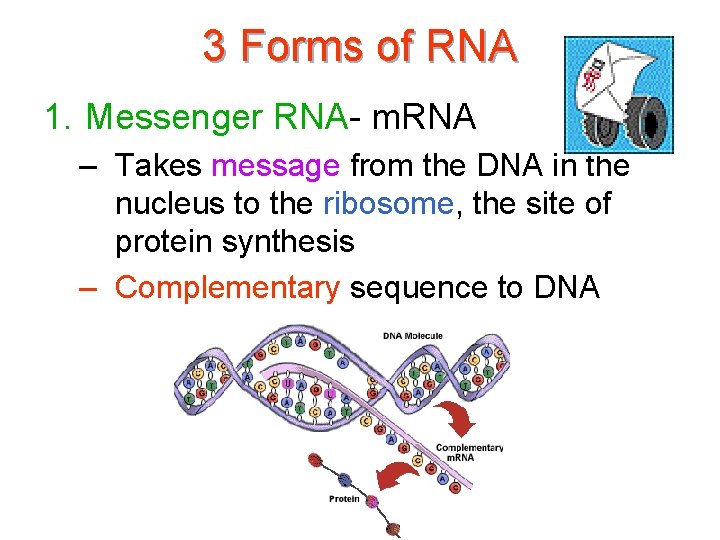 3 Forms of RNA 1. Messenger RNA- m. RNA – Takes message from the