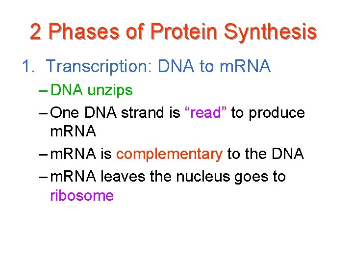 2 Phases of Protein Synthesis 1. Transcription: DNA to m. RNA – DNA unzips