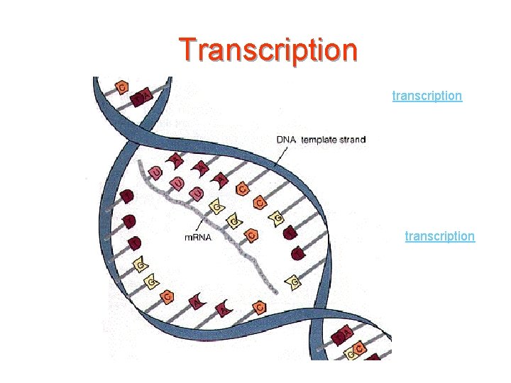 Transcription transcription 