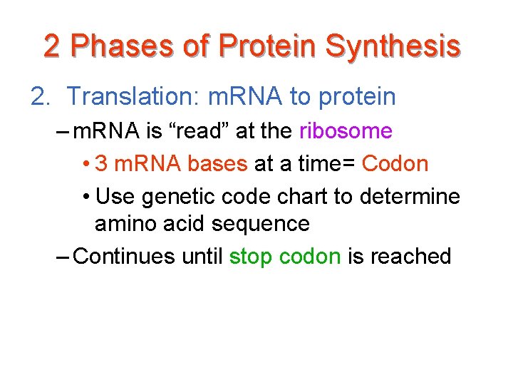 2 Phases of Protein Synthesis 2. Translation: m. RNA to protein – m. RNA
